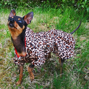 This Reversible Red Leopard Hooded Dog Coat is adorable on  Mini Pinschers and other small breeds.