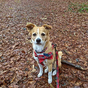 Small, medium and large dogs look preppy in this festive Red Plaid Bow Tie Dog Harness & Leash Set.-