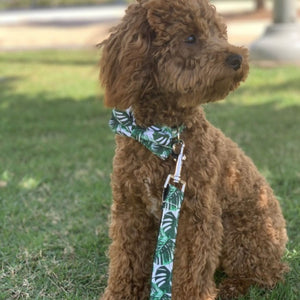 Small, medium and large dogs look posh in these bow tie collar and leash matching sets.