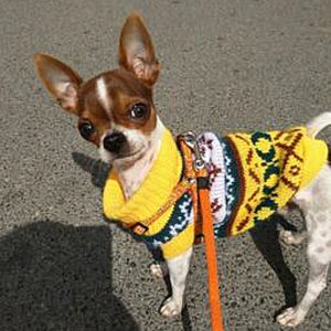 Yellow Classic Knit Dog Sweater fits small dogs like Chihuahuas.