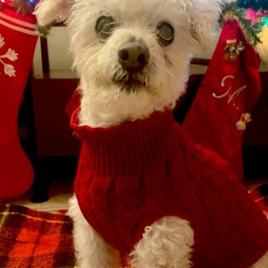 Our customer's dog Jerry wearing the burgundy cable knit sweater.