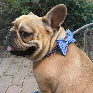 Customer photo: This Gingham Plaid Blue bow tie colla and leash set is made using the highest quality fabrics