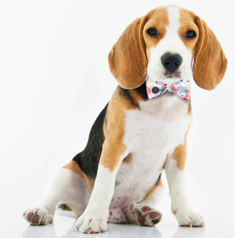 Our luxurious, handmade Colorful Confetti Bow Tie Dog Collar & Leash Sets are best sellers.
