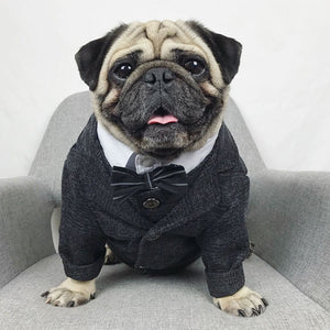 Your dog will look handsome in this Charcoal Churchill Suit Jacket & Vest.