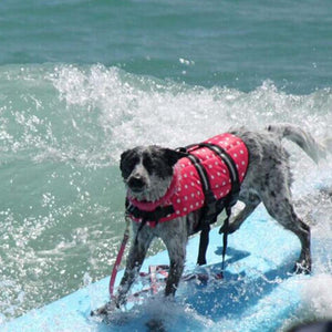 Dog life jackets are perfect for beach days and water sports.