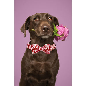 This Valentine Red Heart Bow Tie Dog Collar by Unique Style Paws will have your pup bursting with love.