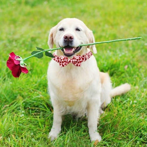 This Valentine Red Heart Bow Tie Dog Collar fits small, medium and large dog breeds.