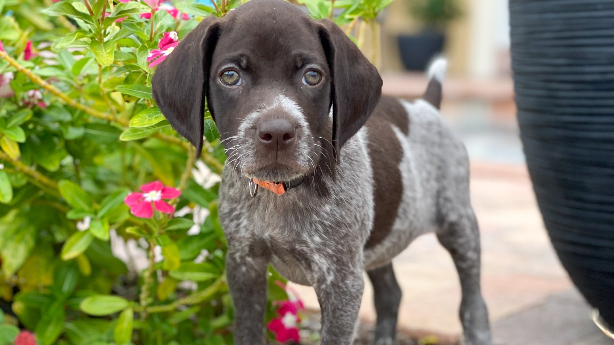Best dog names for new puppies 
