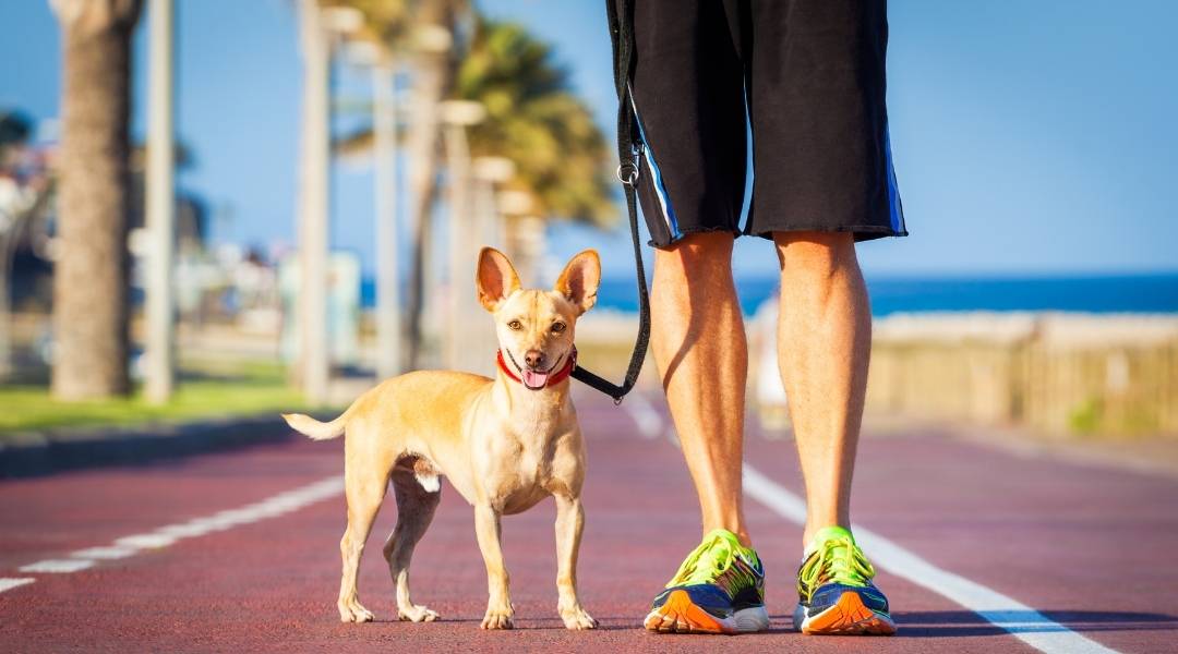 Why Owning a Dog Can Help You Live Longer