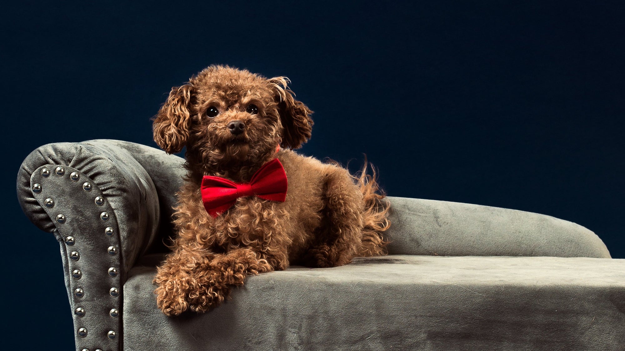 From dashing bow tie dog collars and harnesses to elegant personalized sets, Posh Dog Life's luxurious designs are bound to make your puppy the envy of the neighborhood.