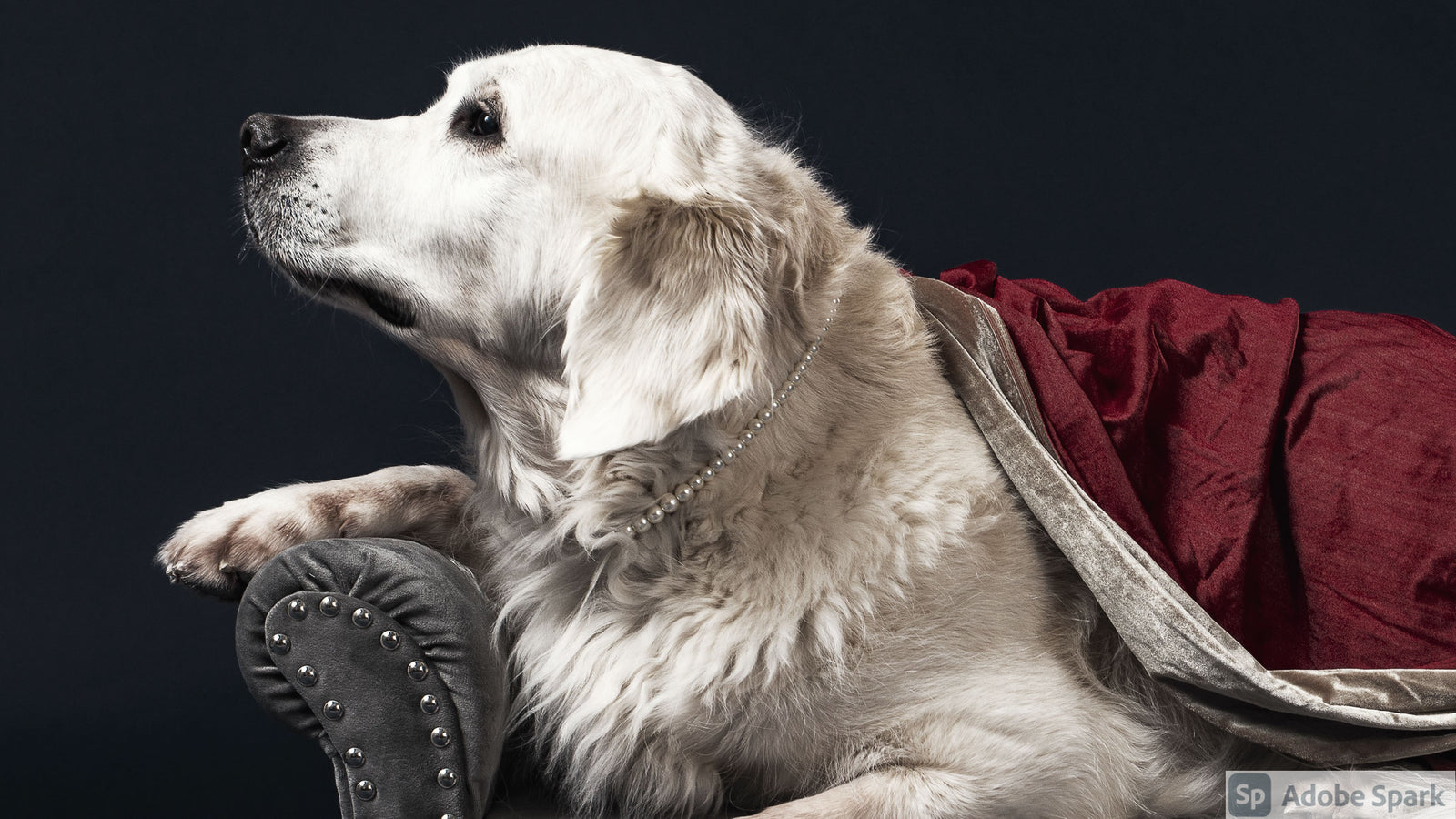 From luxury necklaces and chic collar sliders to fashionable bandanas and scarves, Posh Dog Life online boutique’s stylish dog accessories are bound to make your pup the life of the party.