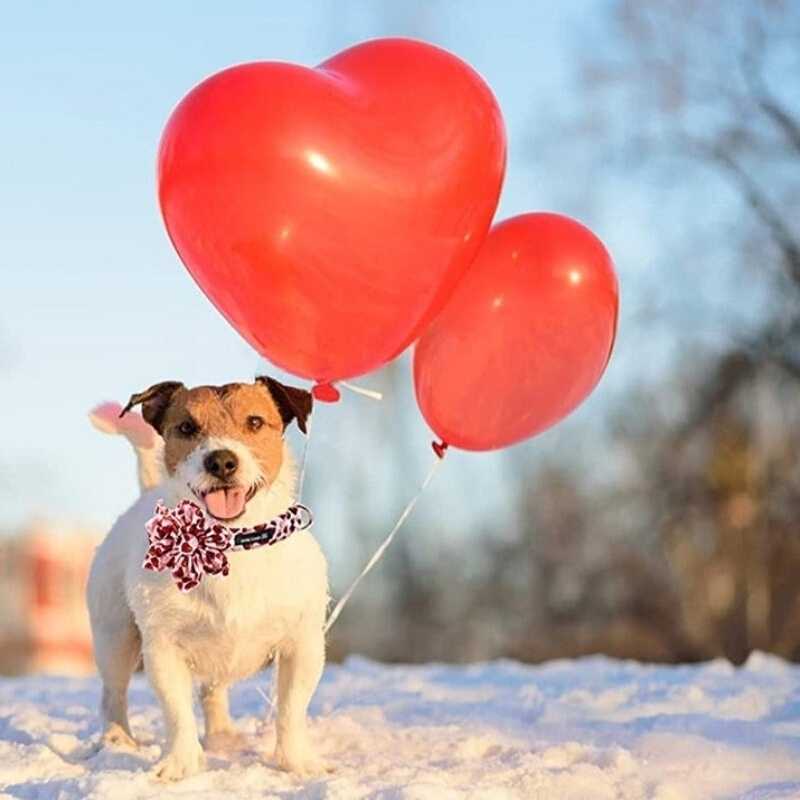 Love is in the air with our Valentine's Day collection of gifts for dogs. Dog in snow with red heart balloons wearing heart flower collar.