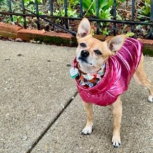 Chihuahua wearing Large size pink puffer jacket.