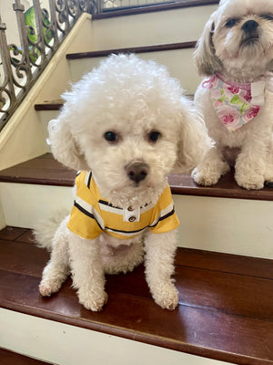 Bichon Frise in yellow striped polo shirt