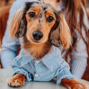 Dachshund wearing striped button down shirt.