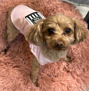 Tea cup in small Chewnel dog shirt