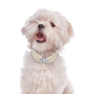 Maltipoo wearing white pearl necklace