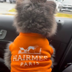 Pomeranian wearing Hermes dog T-shirt