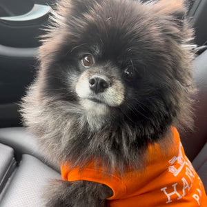 Pomeranian wearing orange Hermes parady T-shirt