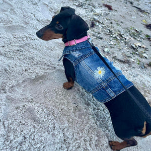 Dachshund wearing Daisy Denim dog coat