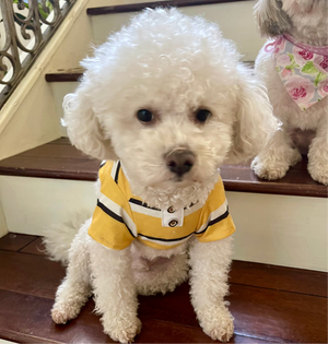 Yellow Striped Polo Dog Shirt
