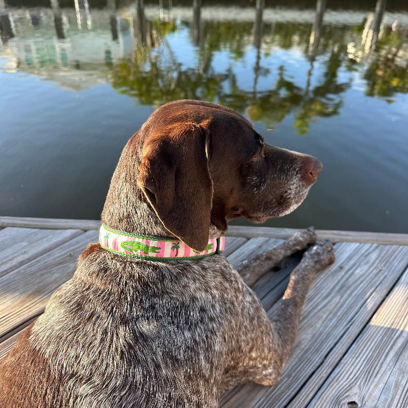 Alligator Dog Collar & Leash Set in pink stripe with alligator and palm tree pattern