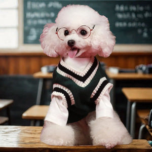 Small dog wearing glasses and a sweater in a classroom setting