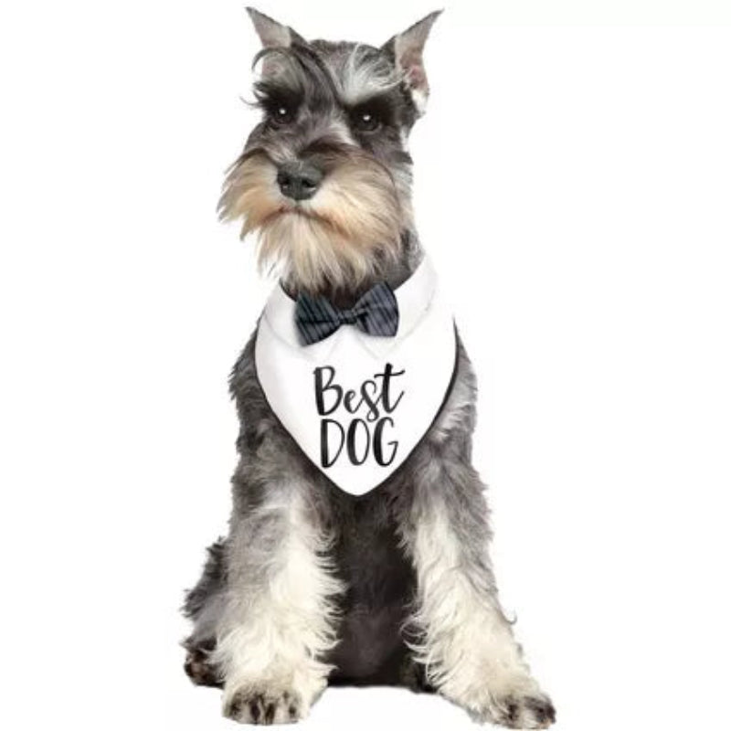 Terrier in Best Dog Wedding Bandana