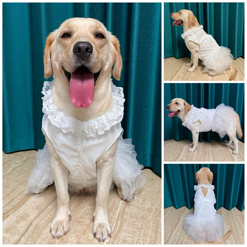 Dog wedding gown hotsell