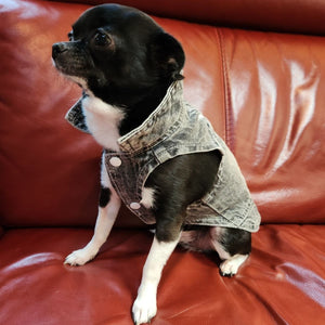 Black Daisy Dog Jacket on a Chichuahua