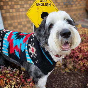 Sheepdog wearing a colorful sweater in front of an 'Old English' sign.
