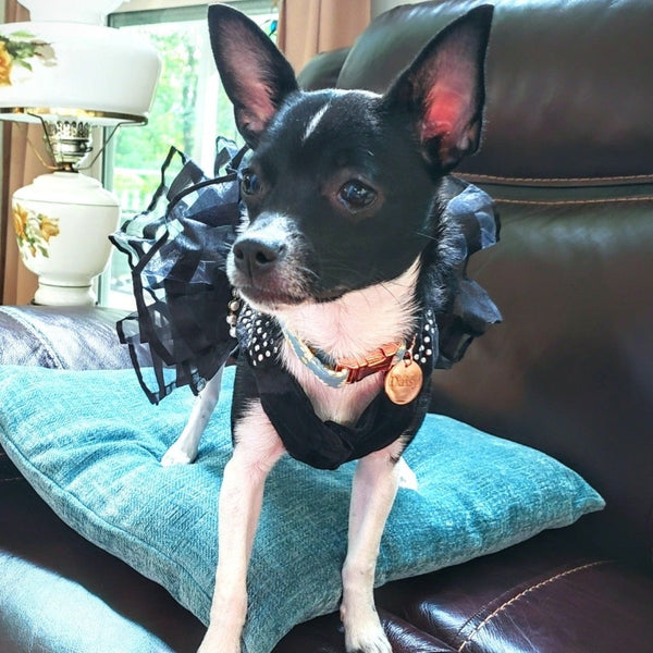 black dog dresses East Side Collection RUFFLES & RIBBONS Dog Dress Pullover Style Cotton BLACK