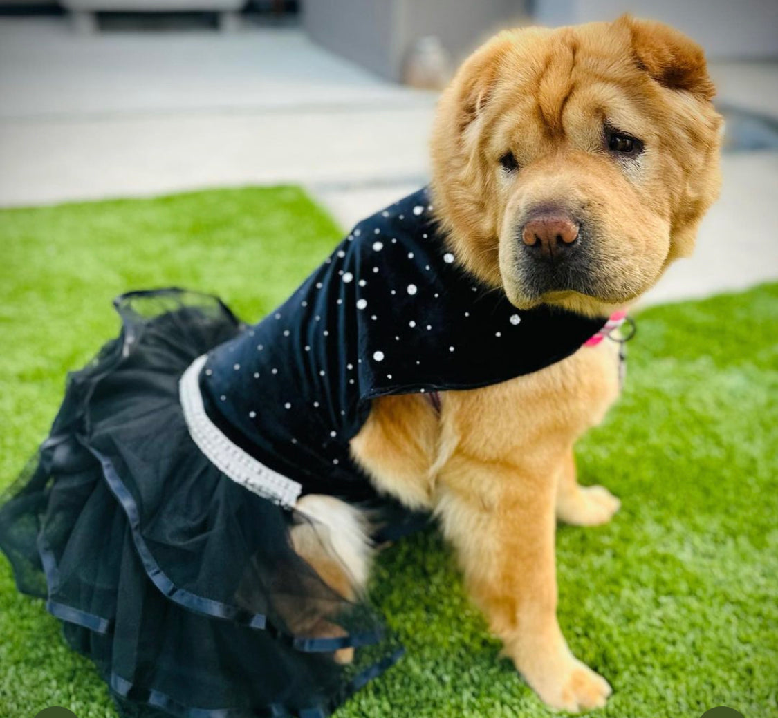 Bling Black Dog Dress