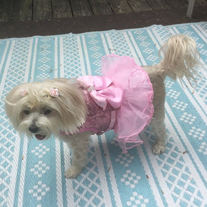 Maltese wearing bling pink harness dress.