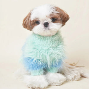 Small dog wearing a colorful sweater on a plain background