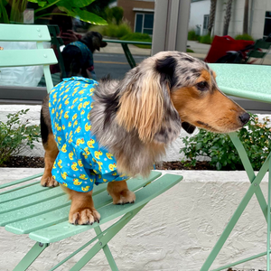 Dachshund in blue ducky shirt 