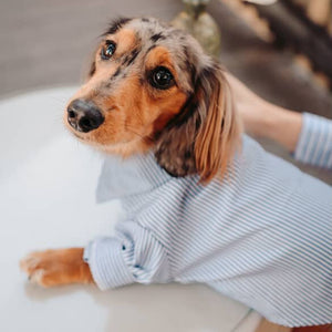 Dachshund wearing striped button down shirt.