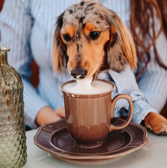 Stripe Long-Sleeve Button-Down Dog Dress Shirt | Poshdoglife.com - Posh Dog  Life