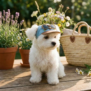 Small white dog wearing a cap with sunglasses on a wooden deck with plants and a straw bag in the background.