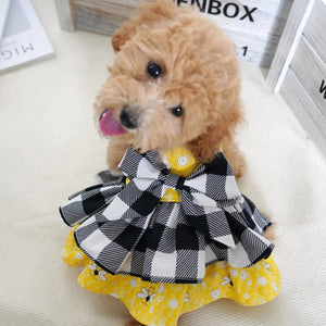 Small dog wearing a black and white checkered dress with yellow accents on a light background