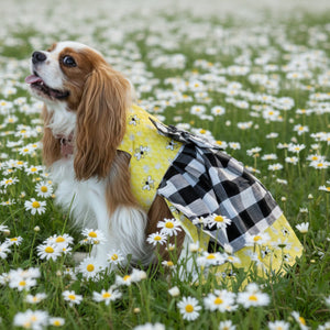 Cavalier King Charles Spaniel in yellow busy bee dog dress with black and white checkered bow and layered skirt.