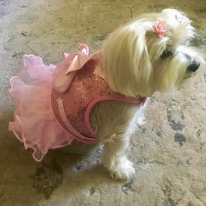 Pink bling harness on a Maltese