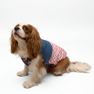 Dog wearing a patchwork puffer coat 