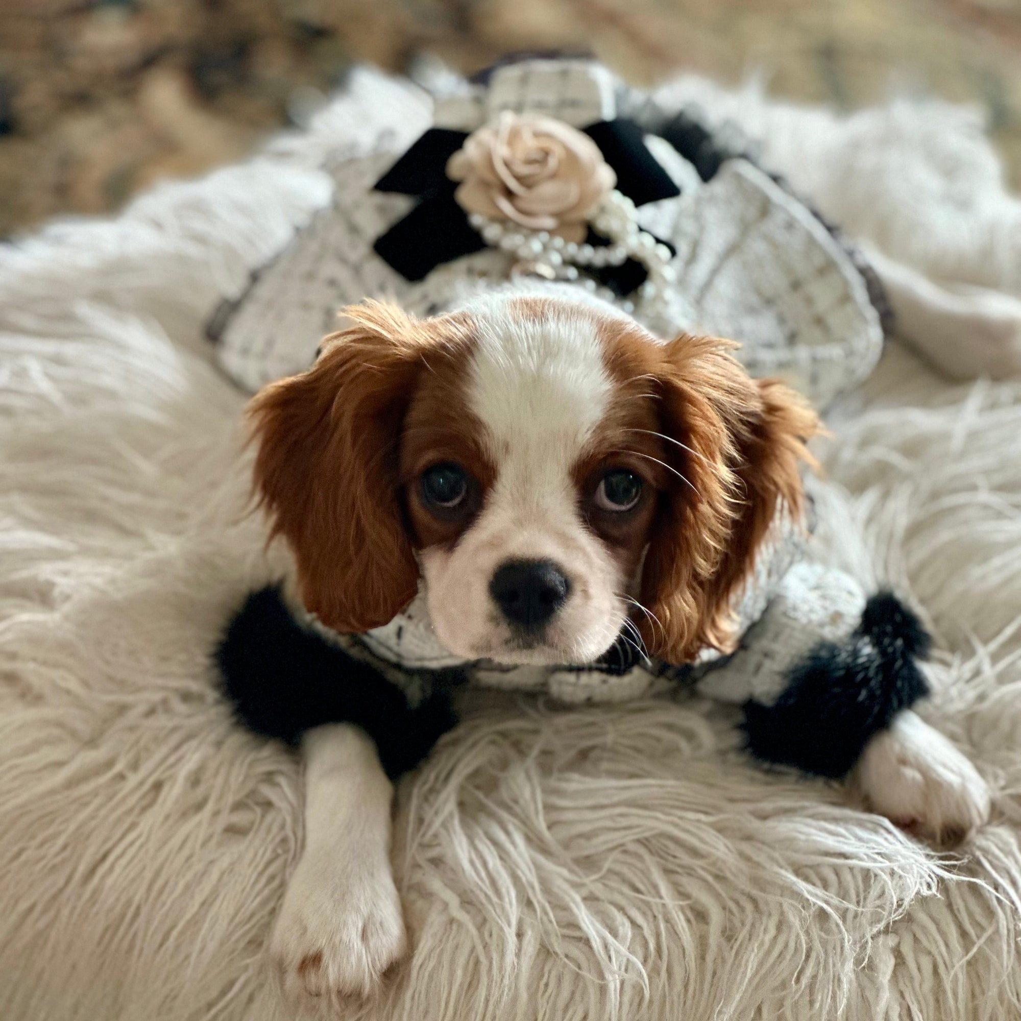 Exquisitely crafted with the finest details, this Handmade Tweed Dog Dress is adorned with black faux fur sleeves, ornate beading, lace and buttons, rose waistline and tulle skirt.