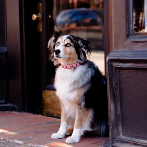 Dog sitting on a sidewalk in front of a building entrance wearing cherry collar