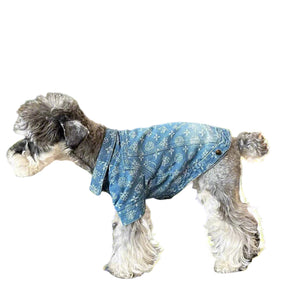 Dog wearing a blue coat