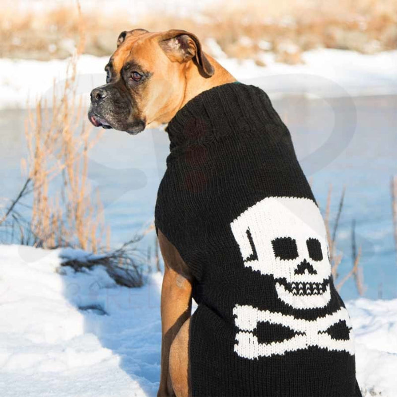 Dog wearing a black sweater with a skull design on a white background