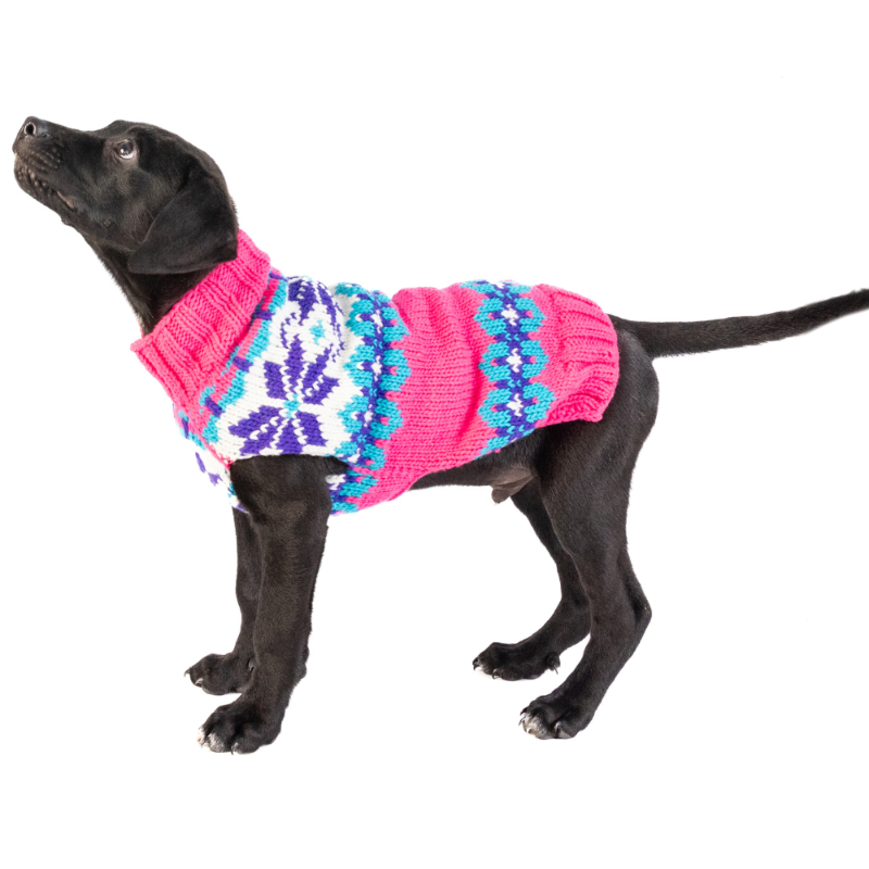 Black dog wearing a colorful pink knitted sweater on a white background