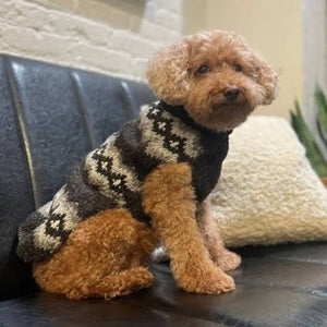 Poodle wearing a patterned sweater sitting on a black sofa.