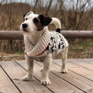 Jack Russell standing on a wooden deck wearing a knitted sweater and a thick cream knit collar, with a blurred outdoor background of trees and a fence.l